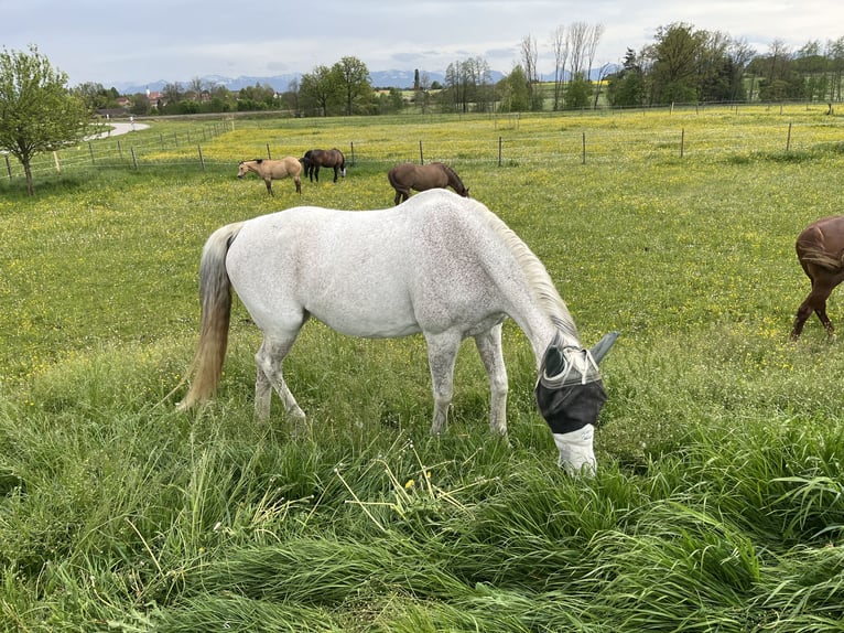 Tsjechisch warmbloed Merrie 21 Jaar 161 cm Vliegenschimmel in Edling