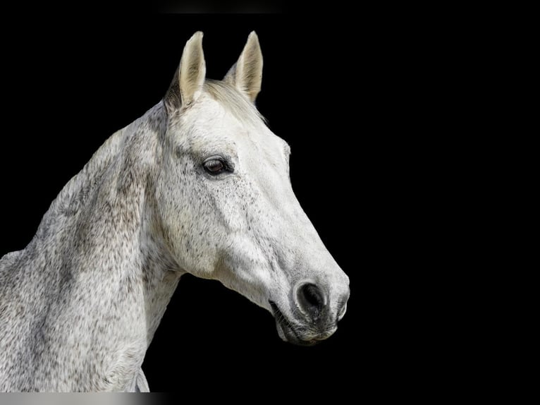 Tsjechisch warmbloed Merrie 21 Jaar 161 cm Vliegenschimmel in Edling