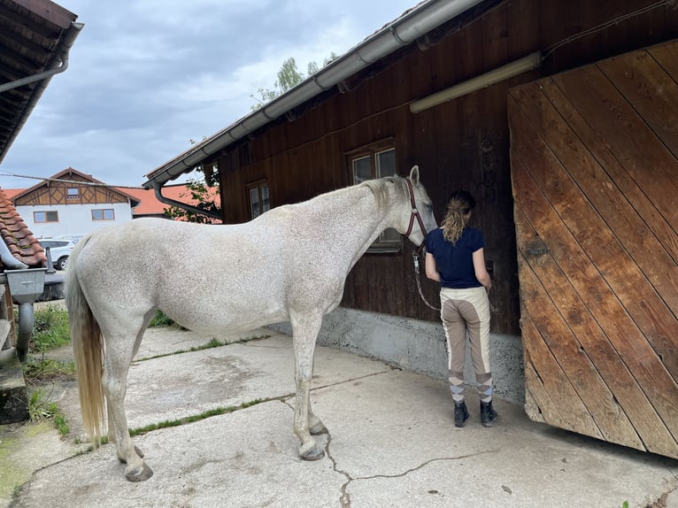 Tsjechisch warmbloed Merrie 21 Jaar 161 cm Vliegenschimmel in Edling