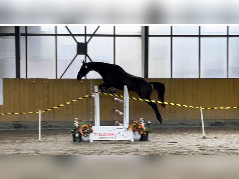 Tsjechisch warmbloed Merrie 3 Jaar 163 cm Zwart in Czech Republic