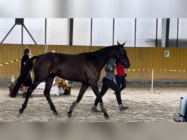 Tsjechisch warmbloed Merrie 3 Jaar 163 cm Zwart in Czech Republic