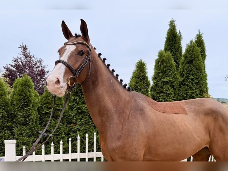 Tsjechisch warmbloed Merrie 4 Jaar 164 cm Bruin in Öpfingen