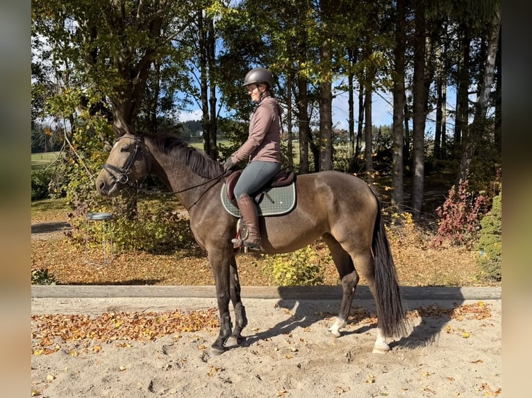 Tsjechisch warmbloed Merrie 4 Jaar 170 cm Buckskin in Davidschlag