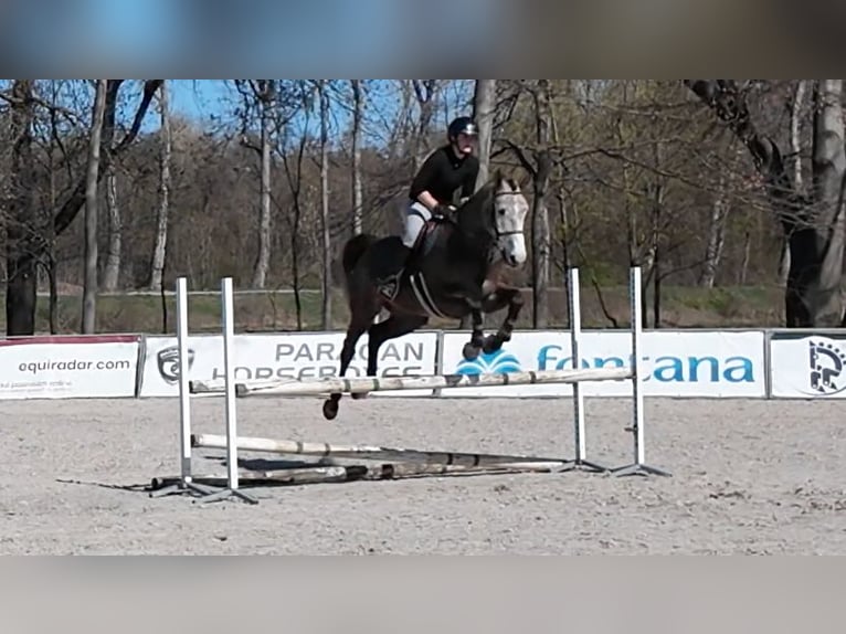 Tsjechisch warmbloed Merrie 5 Jaar 164 cm Schimmel in Prague