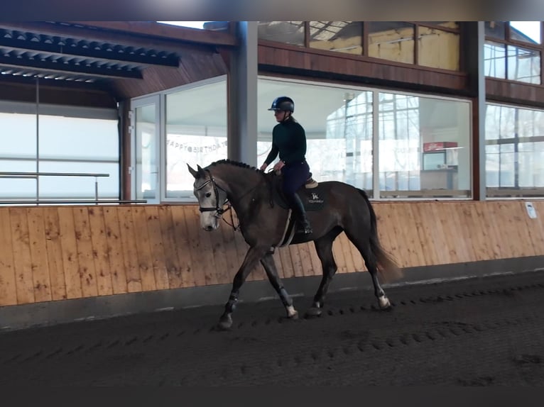 Tsjechisch warmbloed Merrie 5 Jaar 164 cm Schimmel in Prague