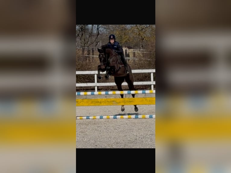 Tsjechisch warmbloed Merrie 5 Jaar 165 cm Donkerbruin in Strážiště