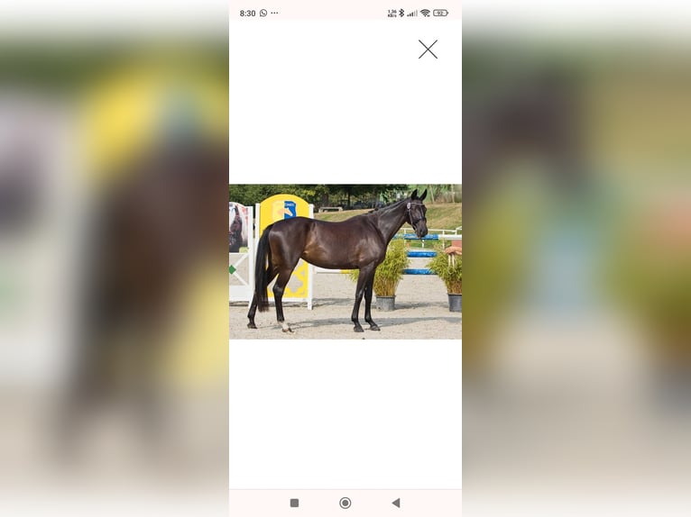 Tsjechisch warmbloed Merrie 5 Jaar 165 cm Donkerbruin in Strážiště