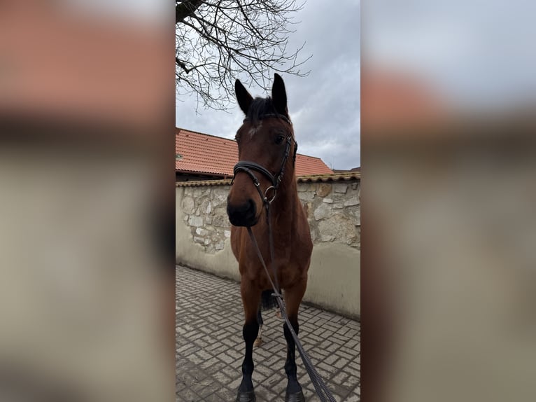 Tsjechisch warmbloed Merrie 5 Jaar 165 cm Roodbruin in Malšice