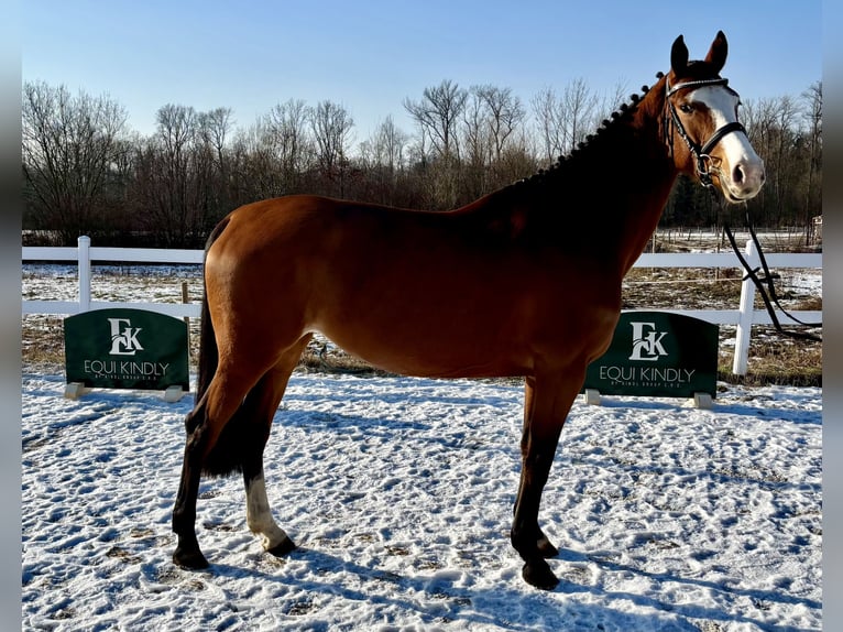 Tsjechisch warmbloed Merrie 5 Jaar 166 cm Roodbruin in Prague