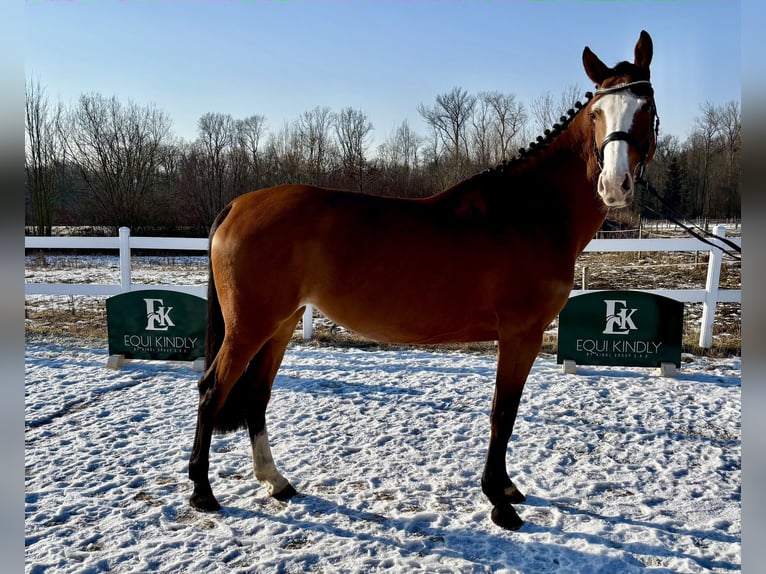 Tsjechisch warmbloed Merrie 5 Jaar 166 cm Roodbruin in Prague
