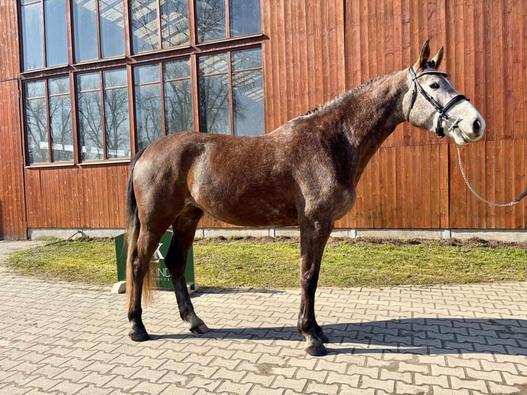Tsjechisch warmbloed Merrie 5 Jaar 167 cm Appelschimmel in Prague