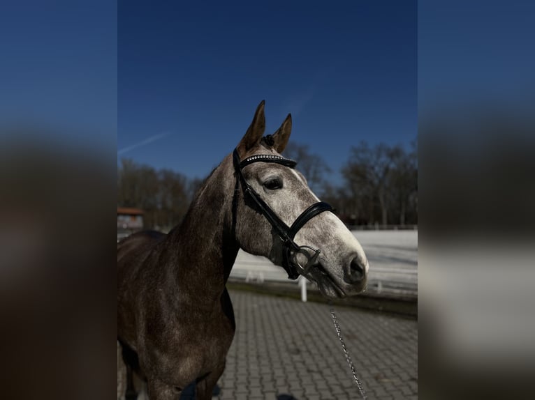 Tsjechisch warmbloed Merrie 5 Jaar 167 cm Appelschimmel in Prague