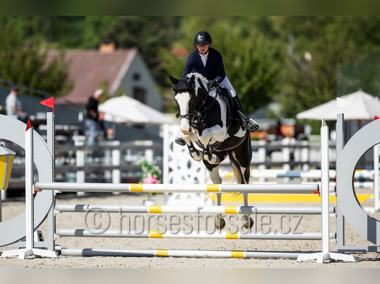 Tsjechisch warmbloed Merrie 5 Jaar 171 cm Gevlekt-paard in Beroun