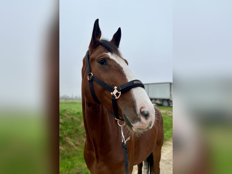 Tsjechisch warmbloed Merrie 5 Jaar 174 cm Bruin in B&#xE4;tterkinden