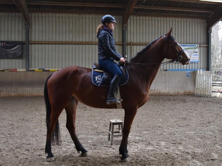 Tsjechisch warmbloed Merrie 5 Jaar 174 cm Bruin in B&#xE4;tterkinden
