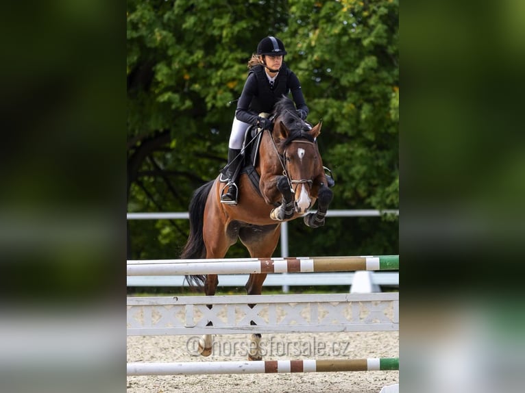 Tsjechisch warmbloed Merrie 6 Jaar 163 cm Bruin in Ceske Budejovice