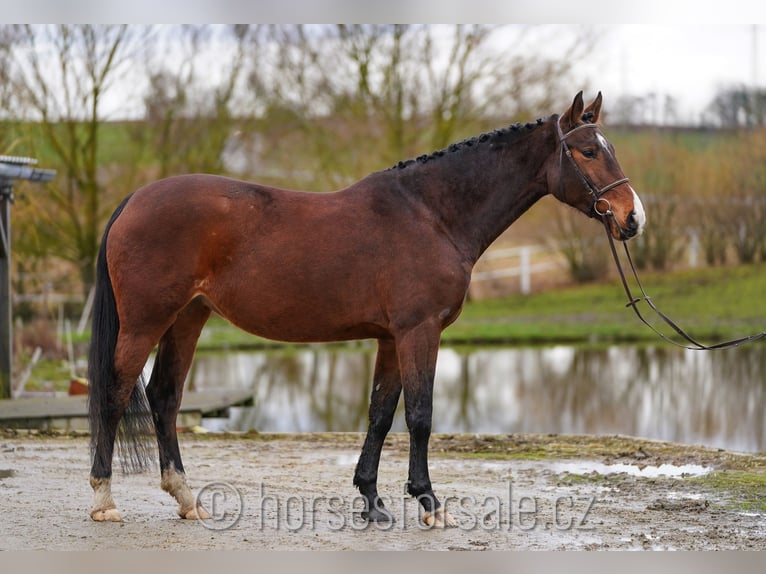 Tsjechisch warmbloed Merrie 6 Jaar 163 cm Bruin in Ceske Budejovice