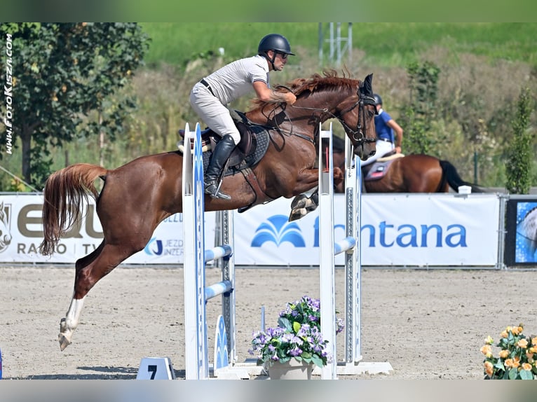 Tsjechisch warmbloed Merrie 6 Jaar 165 cm Bruin in Zduchovice