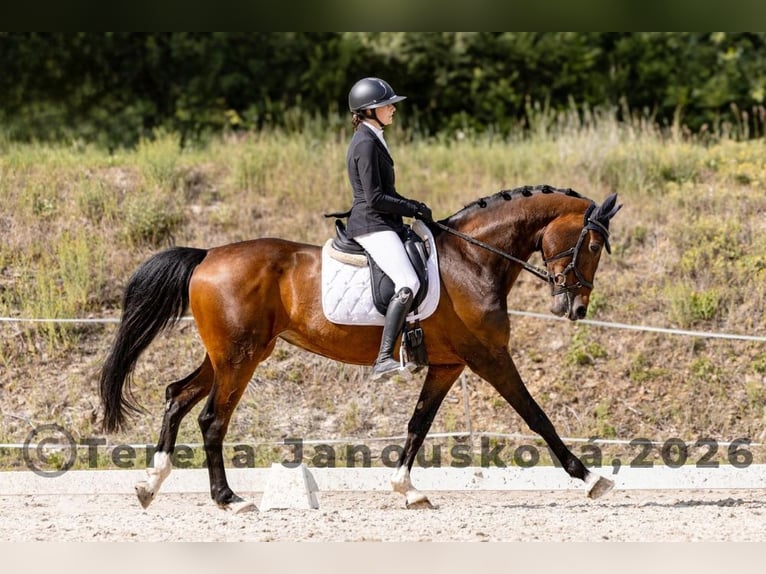 Tsjechisch warmbloed Merrie 6 Jaar 167 cm Bruin in Sušice