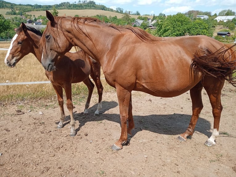 Tsjechisch warmbloed Merrie 6 Jaar 167 cm Vos in Furth im Wald