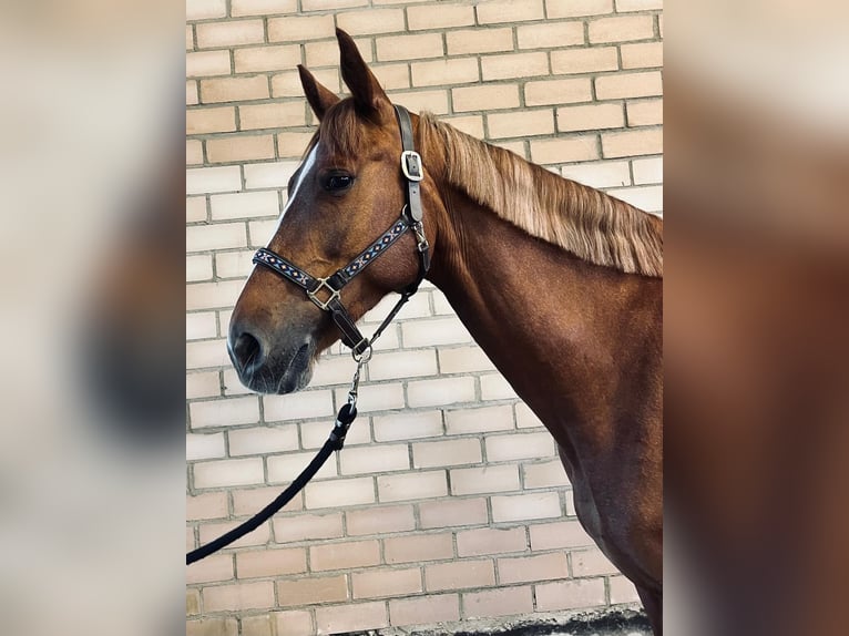 Tsjechisch warmbloed Merrie 6 Jaar 168 cm Vos in Wei&#xDF;enburg in Bayern