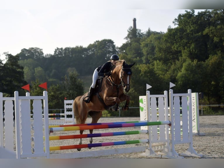 Tsjechisch warmbloed Merrie 6 Jaar 168 cm Vos in Wei&#xDF;enburg in Bayern