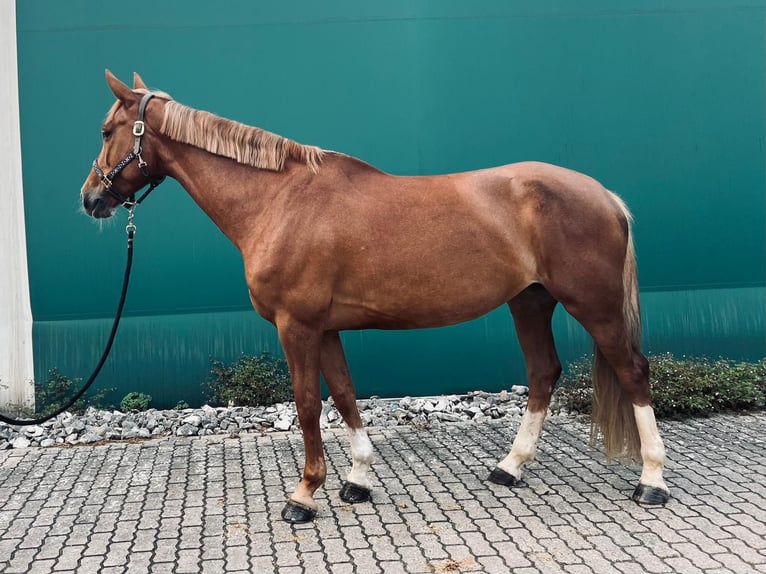 Tsjechisch warmbloed Merrie 6 Jaar 168 cm Vos in Wei&#xDF;enburg in Bayern