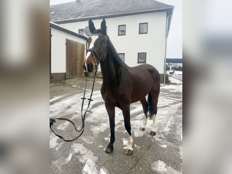 Tsjechisch warmbloed Merrie 6 Jaar 170 cm Donkerbruin in Pelmberg