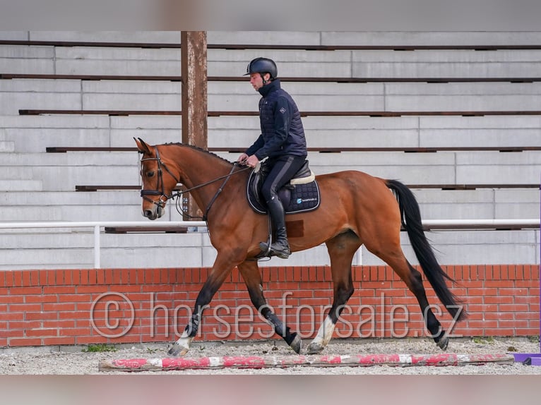 Tsjechisch warmbloed Merrie 6 Jaar 172 cm Bruin in Ceske Budejovice