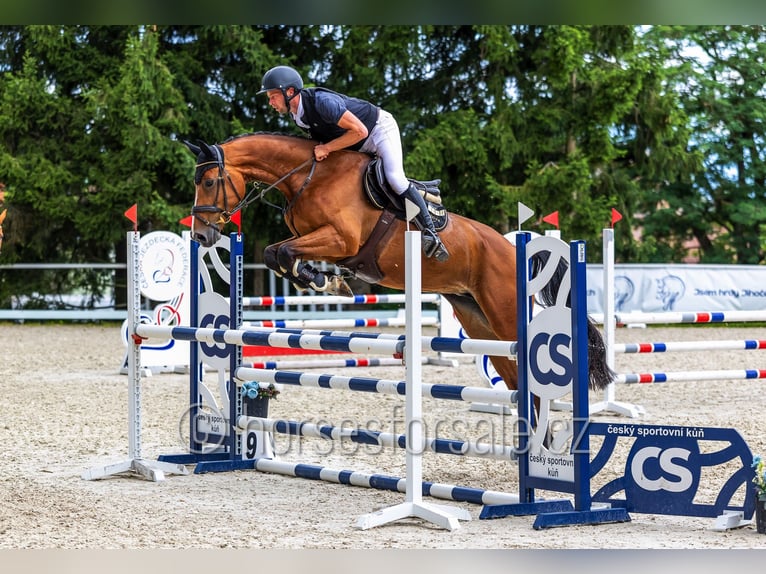 Tsjechisch warmbloed Merrie 6 Jaar 172 cm Bruin in Ceske Budejovice