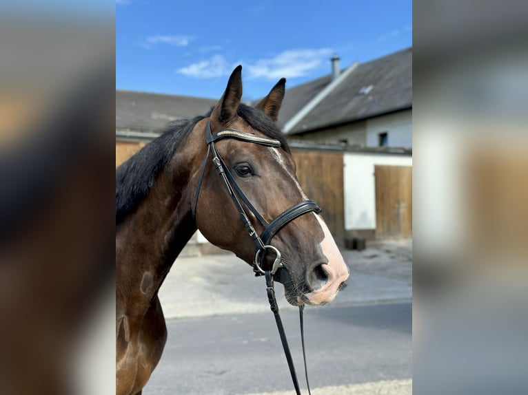 Tsjechisch warmbloed Merrie 6 Jaar 172 cm Donkerbruin in Pelmberg