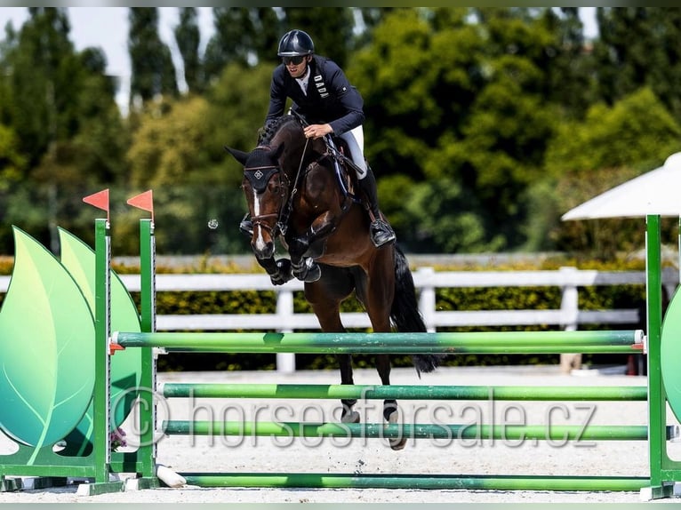 Tsjechisch warmbloed Merrie 6 Jaar 172 cm Donkerbruin in Klatovy
