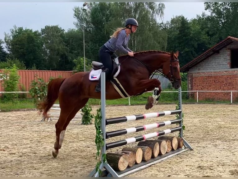 Tsjechisch warmbloed Merrie 6 Jaar 175 cm Donkere-vos in Bohumín Záblatí