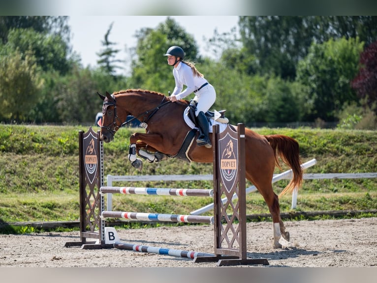 Tsjechisch warmbloed Merrie 6 Jaar 175 cm Donkere-vos in Bohumín Záblatí