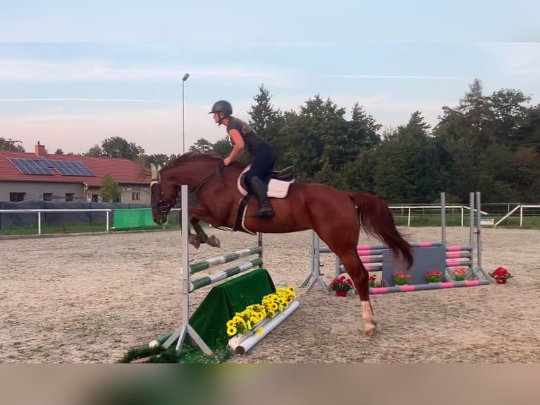Tsjechisch warmbloed Merrie 6 Jaar 175 cm Donkere-vos in Bohumín Záblatí