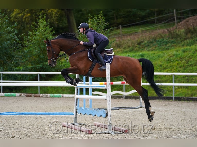 Tsjechisch warmbloed Merrie 6 Jaar 177 cm Bruin in Region Prag