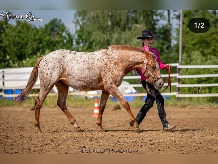 Tsjechisch warmbloed Merrie 6 Jaar Appaloosa in Bezd&#x11B;z