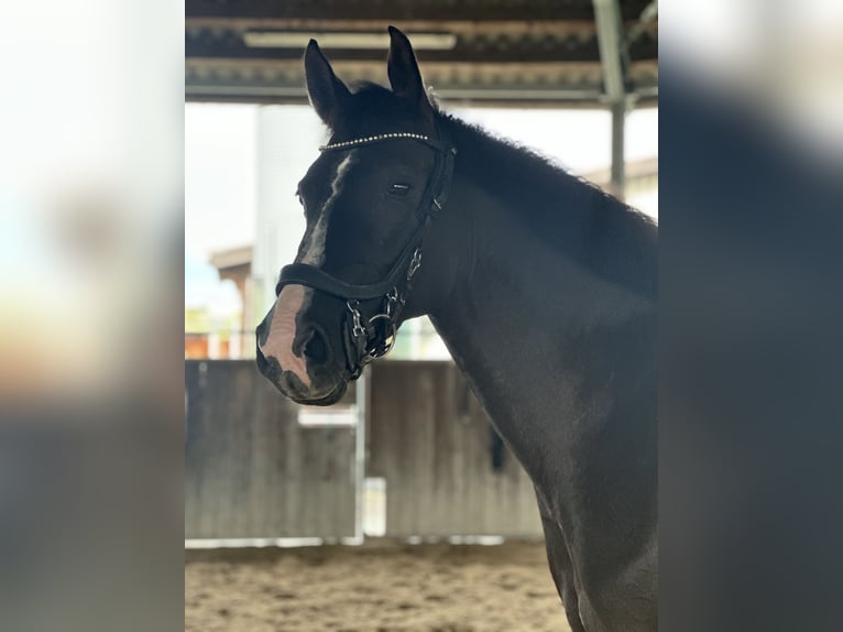 Tsjechisch warmbloed Merrie 7 Jaar 165 cm Donkerbruin in Abtwil