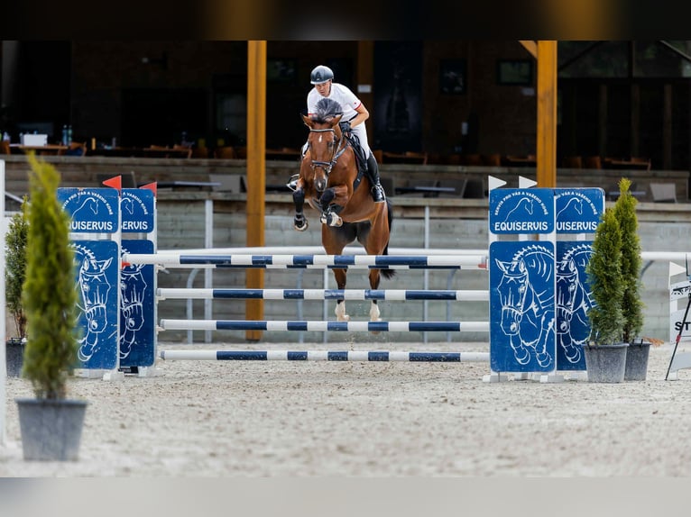 Tsjechisch warmbloed Merrie 7 Jaar 170 cm Bruin in Opalice