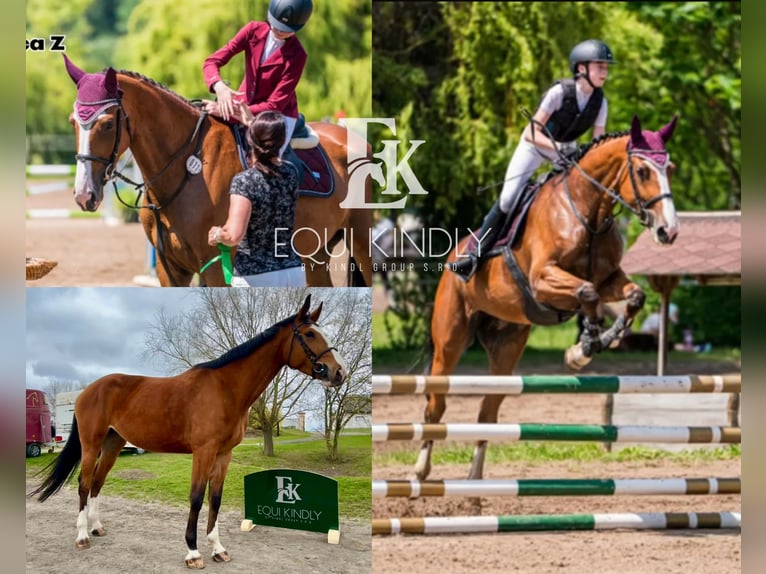 Tsjechisch warmbloed Merrie 7 Jaar 175 cm Roodbruin in Prague