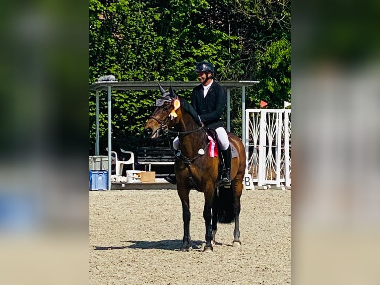 Tsjechisch warmbloed Merrie 8 Jaar 163 cm Bruin in Tiefenthal