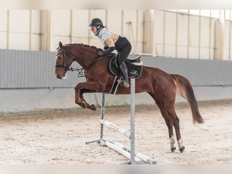 Tsjechisch warmbloed Merrie 8 Jaar 164 cm Donkere-vos in Kromeriz