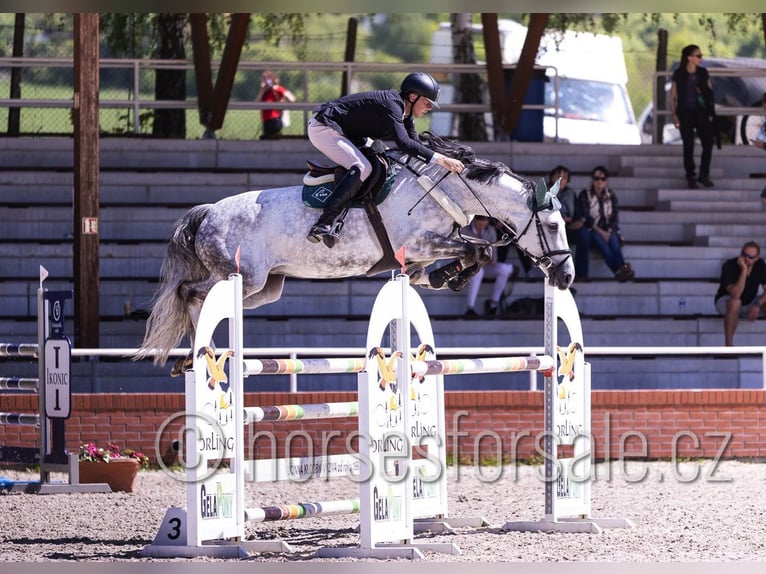 Tsjechisch warmbloed Merrie 8 Jaar 168 cm Schimmel in Ceske Budejovice