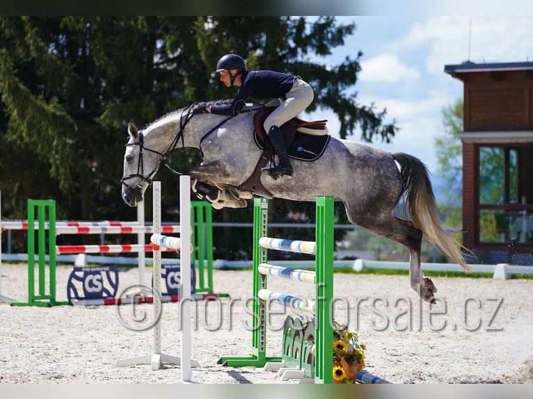 Tsjechisch warmbloed Merrie 8 Jaar 168 cm Schimmel in Ceske Budejovice