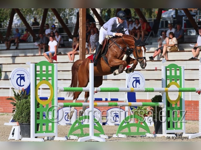 Tsjechisch warmbloed Merrie 8 Jaar 168 cm Vos in Ceske Budejovice