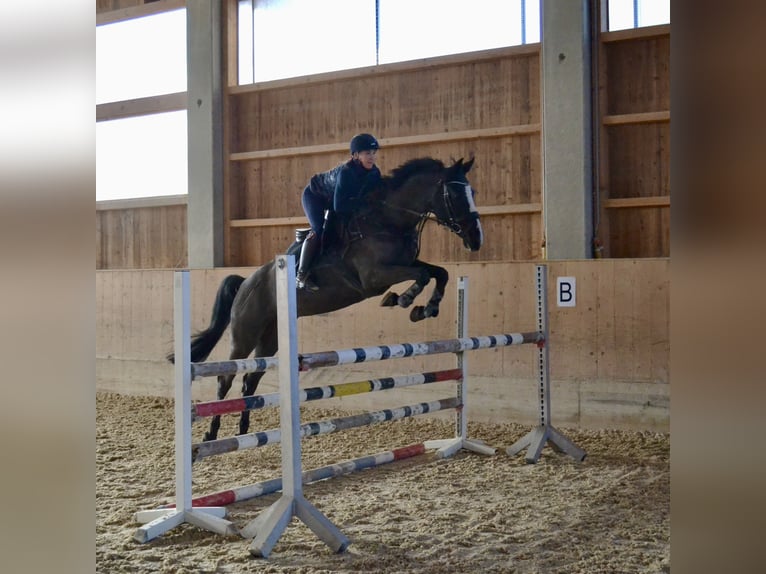 Tsjechisch warmbloed Merrie 8 Jaar 168 cm Zwart in Salzburg