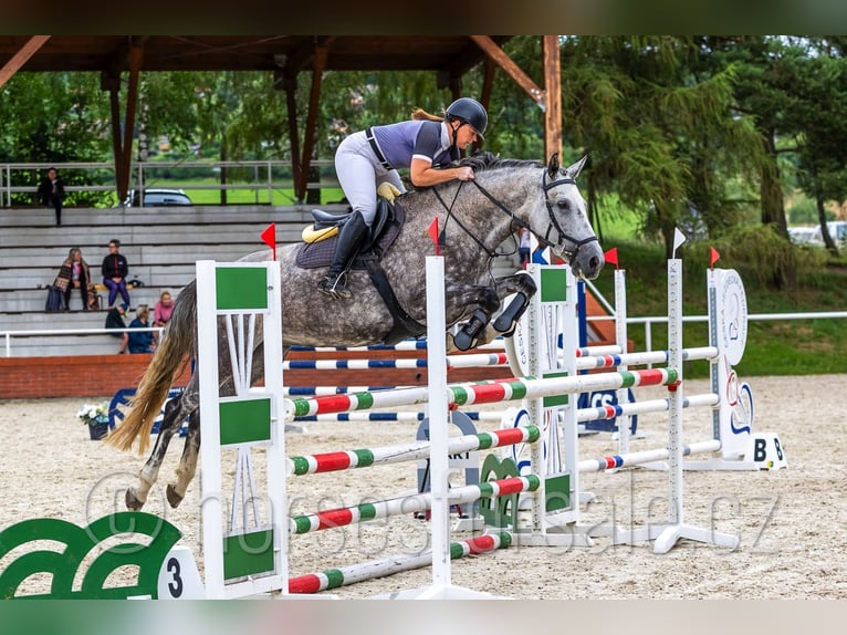 Tsjechisch warmbloed Merrie 8 Jaar 169 cm Schimmel in 39301