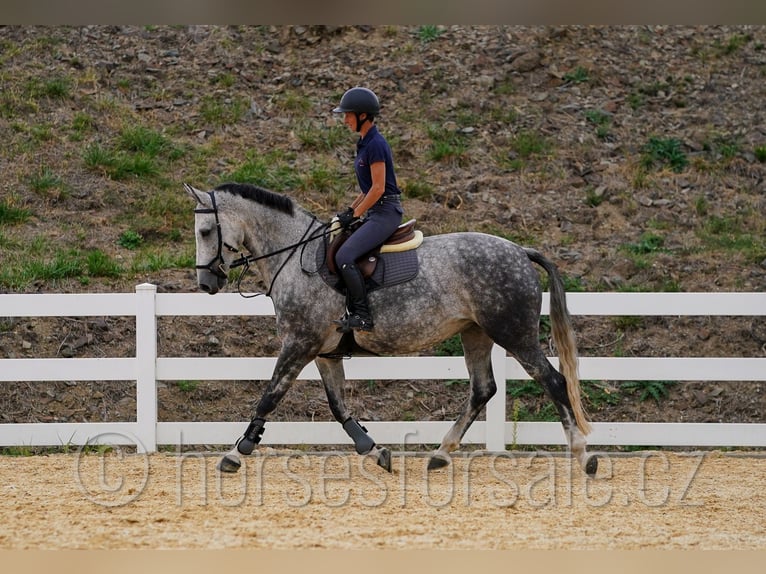 Tsjechisch warmbloed Merrie 8 Jaar 169 cm Schimmel in 39301