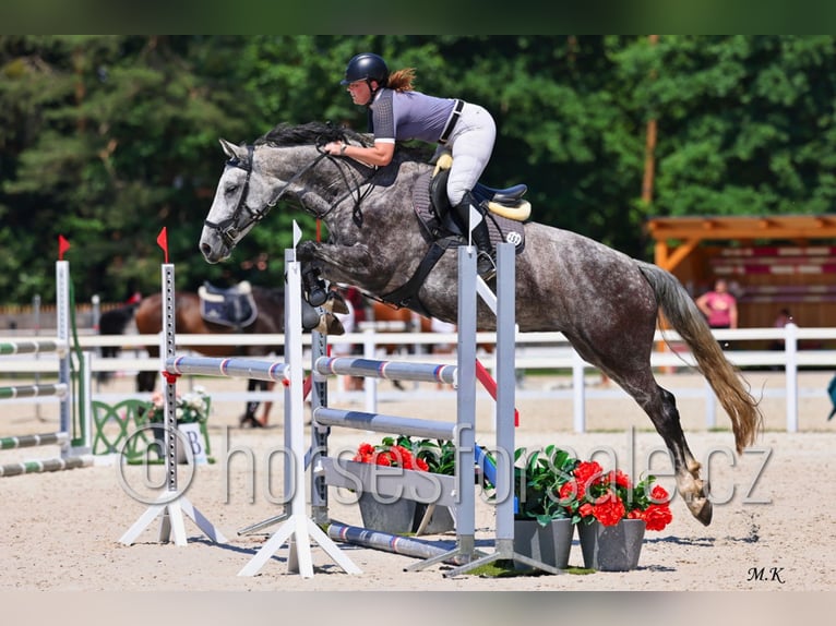 Tsjechisch warmbloed Merrie 8 Jaar 169 cm Schimmel in 39301