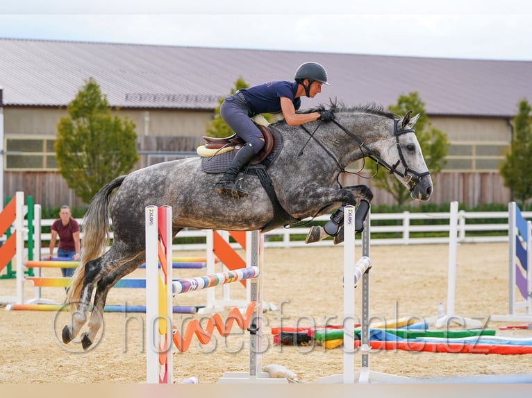 Tsjechisch warmbloed Merrie 8 Jaar 169 cm Schimmel in 39301